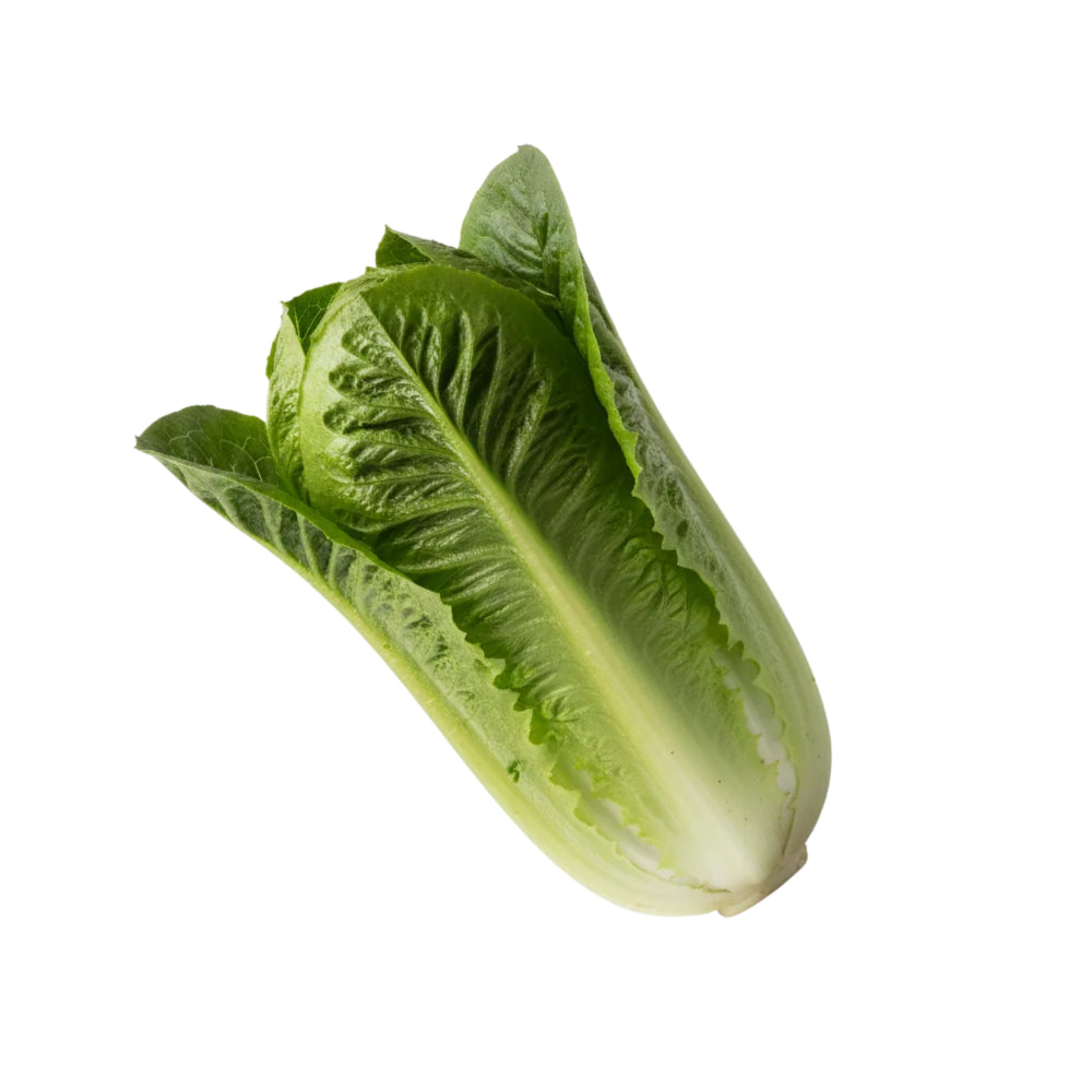 Lechuga Costina