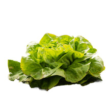 Lechuga Española
