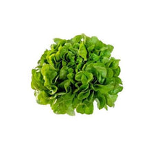 Lechuga Marina unidad